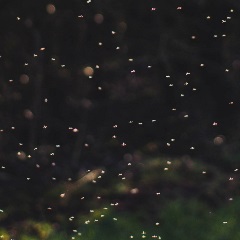 Mayflies by Akin on Unsplash Mayflies