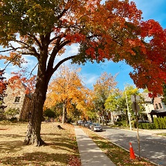 Tree by sidewalk by Davi Rezende on Unsplash Tree by sidewalk